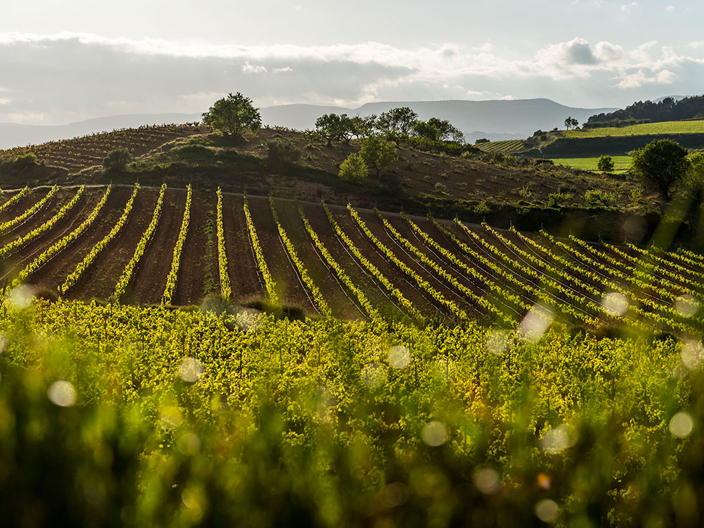 World's Best Vineyards